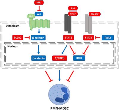 Granulocytic Myeloid-Derived Suppressor Cells as Negative Regulators of Anticancer Immunity